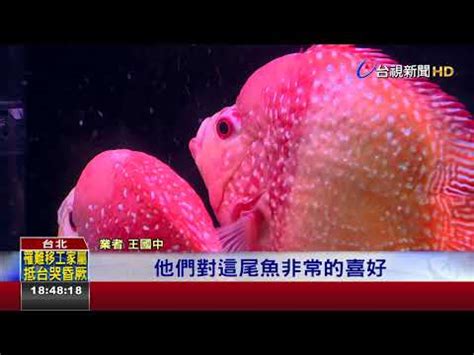 香港玄學大師 麒麟鸚鵡魚